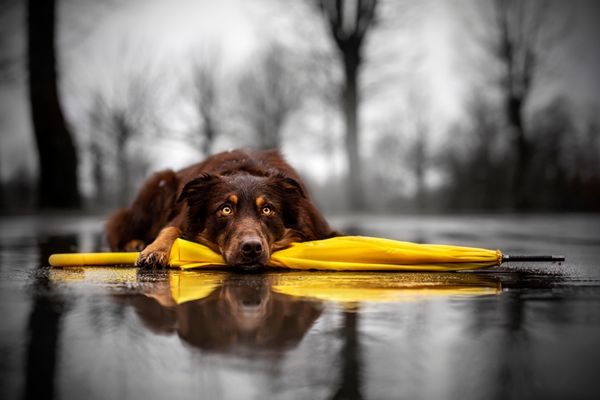 Keep a Dog Busy on a Rainy Day