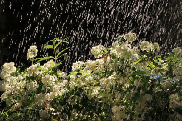 What Causes Petrichor