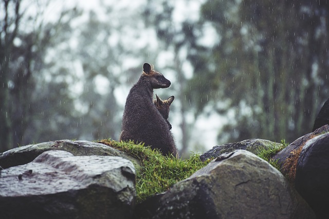 what-is-the-sound-of-rain-and-how-it-affects-on-us